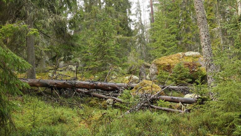 Lucka efter vindfällning i Norra Kvills nationalpark. Foto Mats Hannerz.