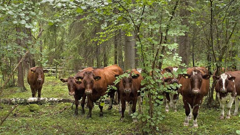 Skogsbete, Kallriga, Uppland. Foto Gillis Aronsson, Upplandsstiftelsen.