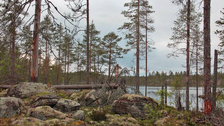 Tallskog i Effaråsen, Dalarna. Foto Mats Hannerz.