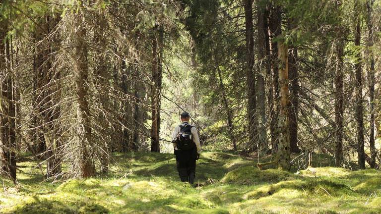 Granskog, Värmland. Foto Mats Hannerz.