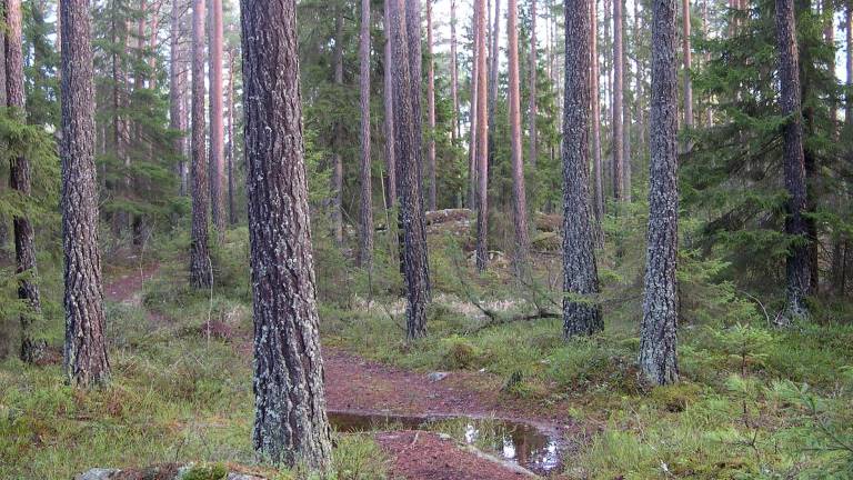 Tallskog, Lunsen, Uppsala. Foto Mats Hannerz.