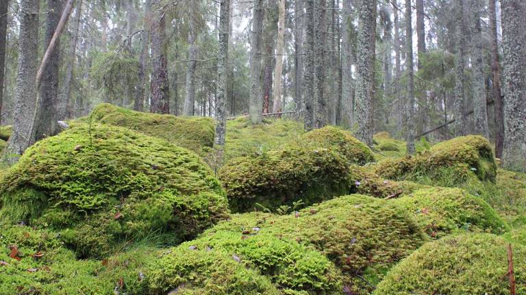 Mossrik granskog, Uppland. Foto Mats Hannerz.