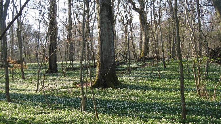 Ängsbokskog. Foto Jörg Brunet.