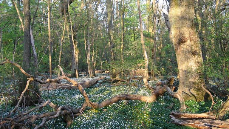 Dalby söderskog, ängsekskog. Foto Jörg Brunet.