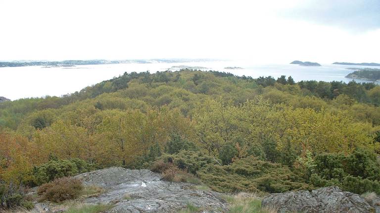 Hedekskog vid Tjolöholm. Foto Örjan Fritz.