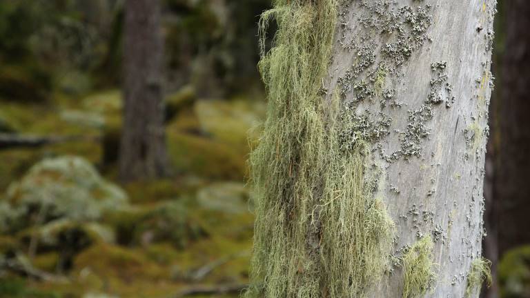 Norra Kvills nationalpark. Foto Mats Hannerz.