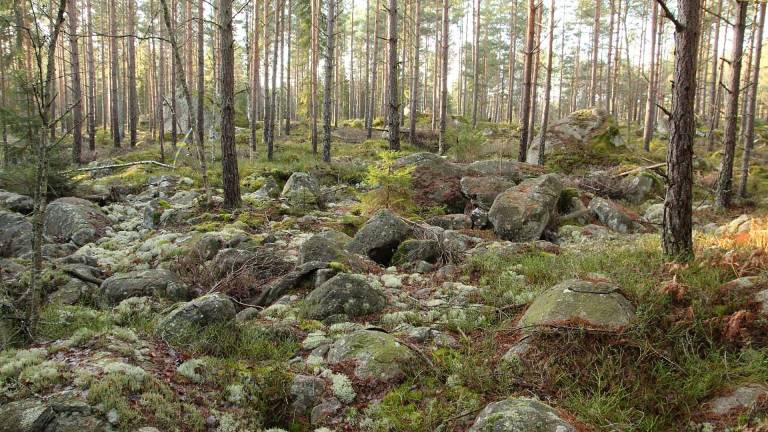 Blockmark i tallskog, Strömby naturskog. Foto Mats Hannerz.