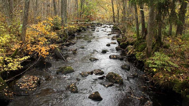 Lövrik skog i fuktighetspräglat svämområde i Emån. Illharjen, Vetlanda. Foto Mats Hannerz.