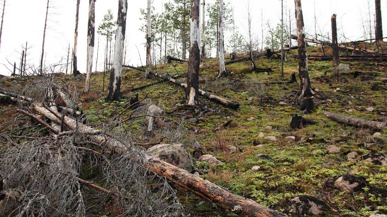 Brandfält i Norra Kvill, Småland. Foto Mats Hannerz.