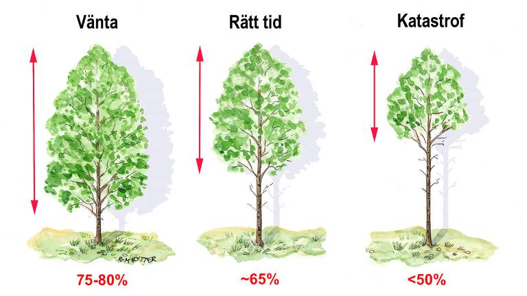 Lämplig tidpunkt för röjning i löv. Illustration Rose-Marie Rytter.