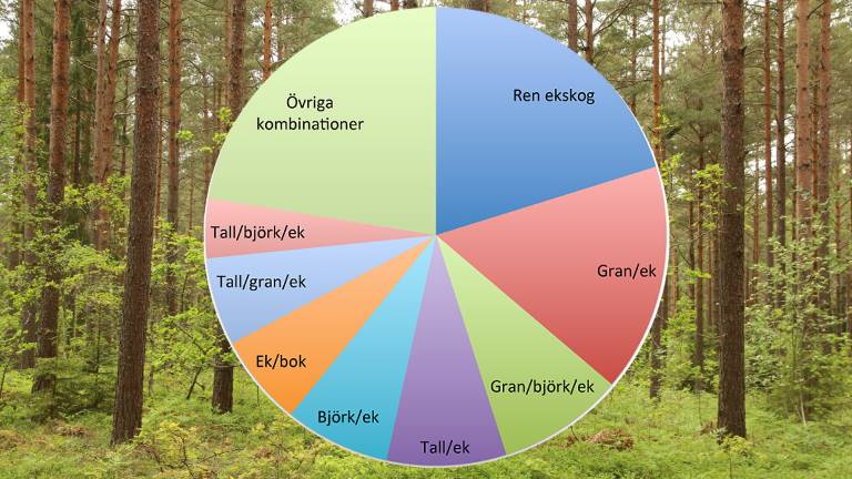 Diagram över ekskogens fördelning på olika trädslagsblandningar med data från Riksskogstaxeringen