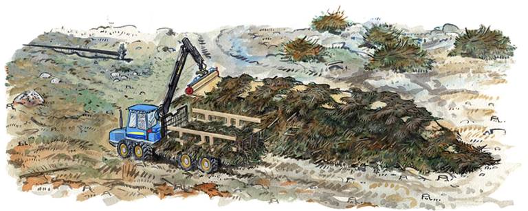 Täckning av grotvälta med papp. Illustration Martin Holmer.