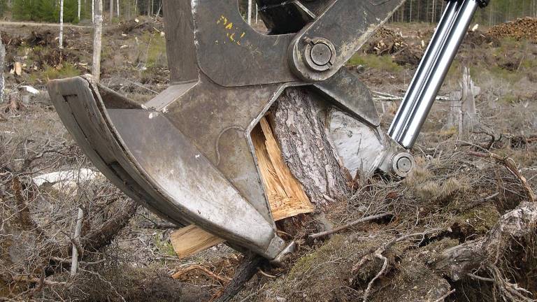 Stubbrytning med Pallari klippaggregat. Foto Henrik von Hofsten.