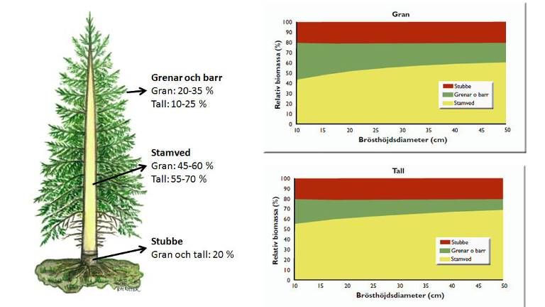 Biomassans fördelning i ett träd.