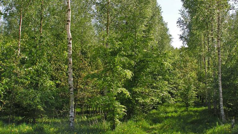 Amträd av björk med planterad bok under. Knutstorps gods. Foto Magnus Löf.