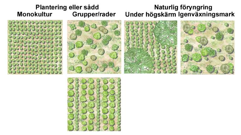 Skötselmodeller för ek, en översikt. Illustration Rose-Marie Rytter.