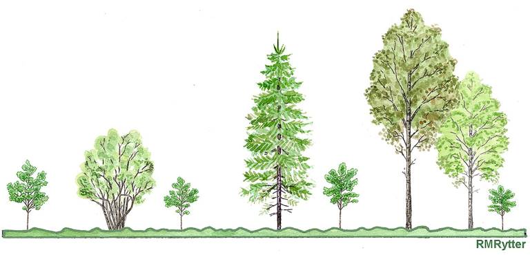 Naturlig föryngring av ek på igenväxningsmark. Illustration Rose-Marie Rytter.