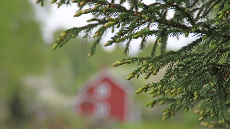 Skogenbild_sommartorp_Kerstin_Jonsson_dig2281_1200x675px.jpg