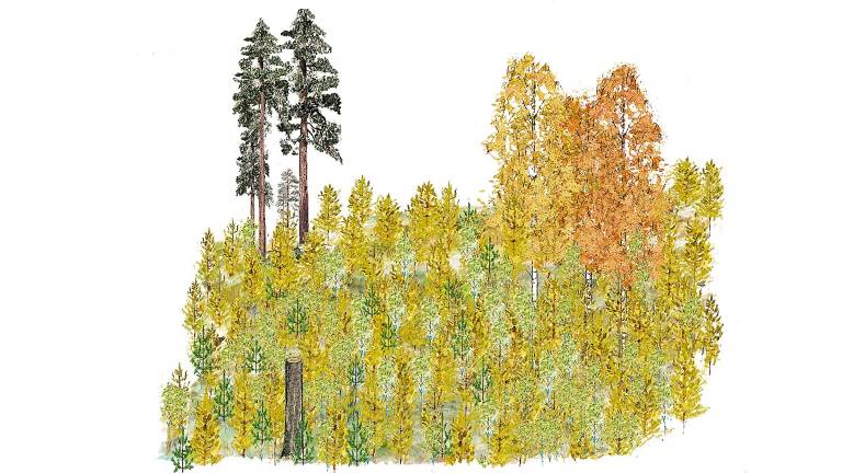 Äldre_blandbestånd_lärkplantering_Bo_Persson_1200x675px.jpg