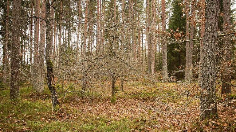 Tall-andragallring-ca-70-år-med-blåbärsris_1200x675px.jpg