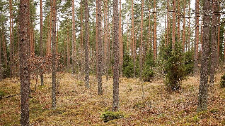 Tall-gallringsskog-ca-60-år-andragallrat_1200x675px.jpg