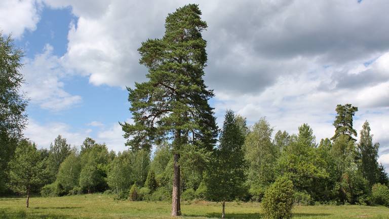 tall-solitär2-Brantshammarsjön-juni-2008_1200x675px.jpg