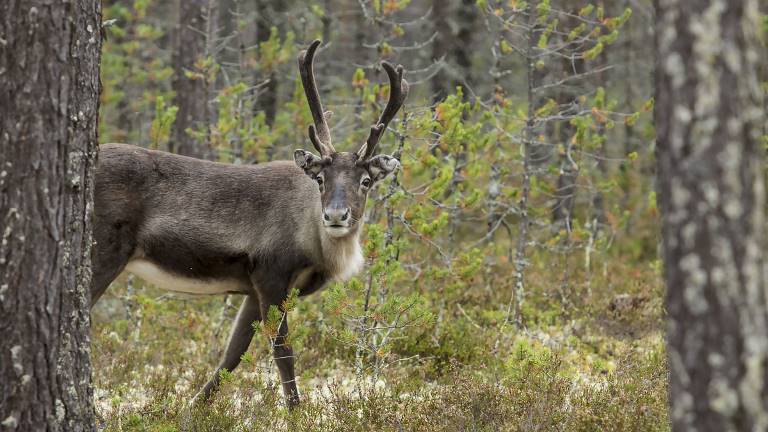 ren-i-skog-foto-Lennart-Nilsson-Azote_1200x675px.jpg