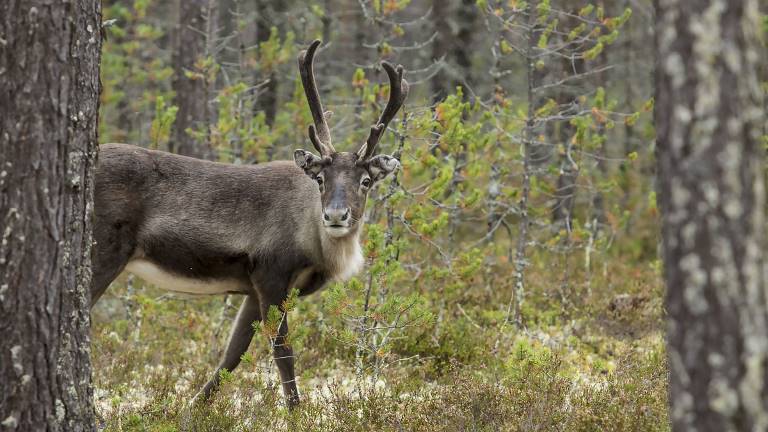 ren-i-skog-foto-Lennart-Nilsson-Azote_1200x675px.jpg