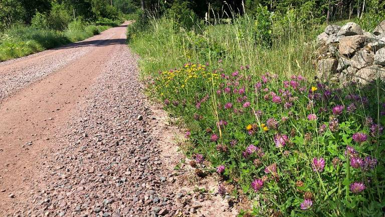 IMG_3953_vägkantsflora_Rockneby_1200x675px.jpg