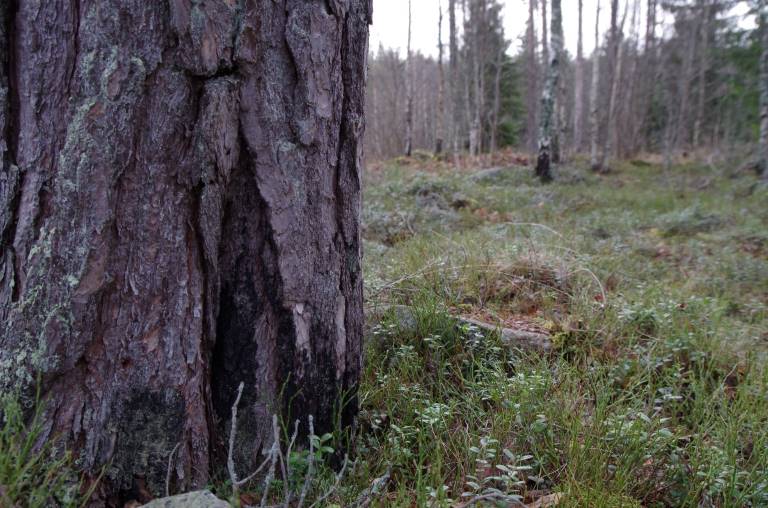 Brandljud på tall_Foto L.Djupström.JPG