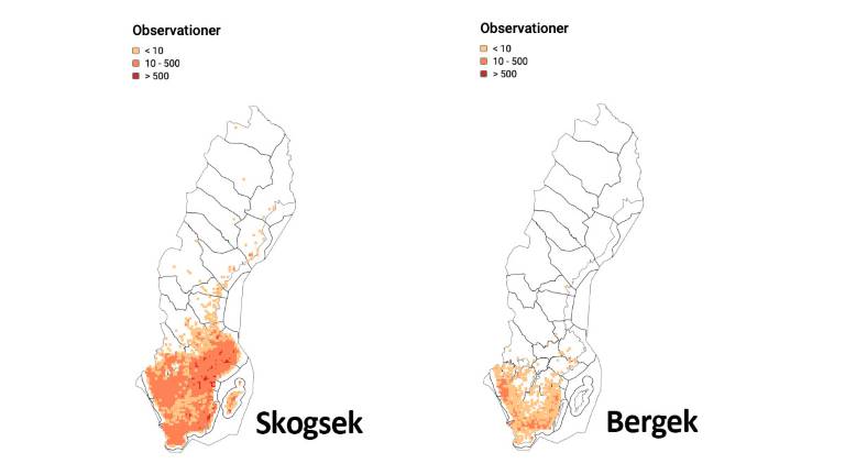 Ek (Quercus spp.) - Skogskunskap