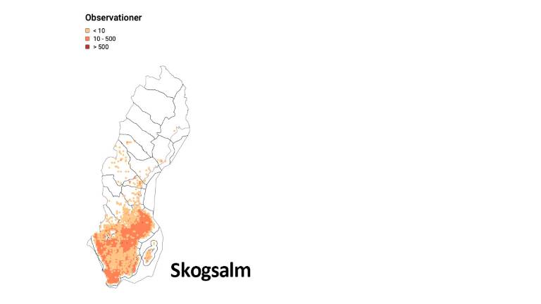 Artfakta-skogsalm_1200x675px.jpg