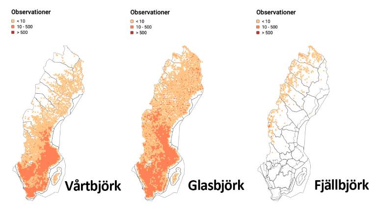 Artfakta-vårtbjörk-glasbjörk-fjällbjörk_1200x675px.jpg