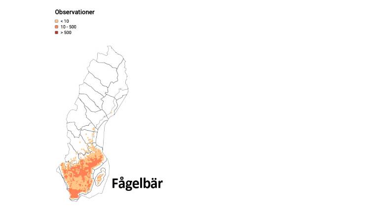 Artfakta-fågelbär_1200x675px.jpg