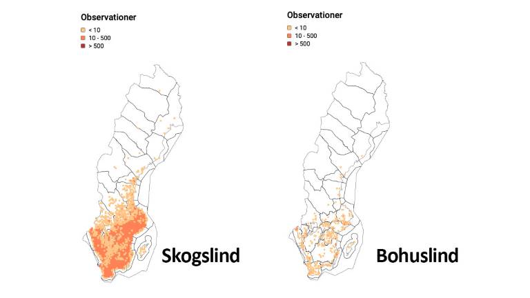 Artfakta-skogslind-bohuslind_1200x675px.jpg