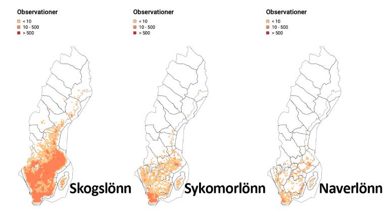 Artfakta-skogslönn-sykomorlönn-naverlönn_1200x675px.jpg