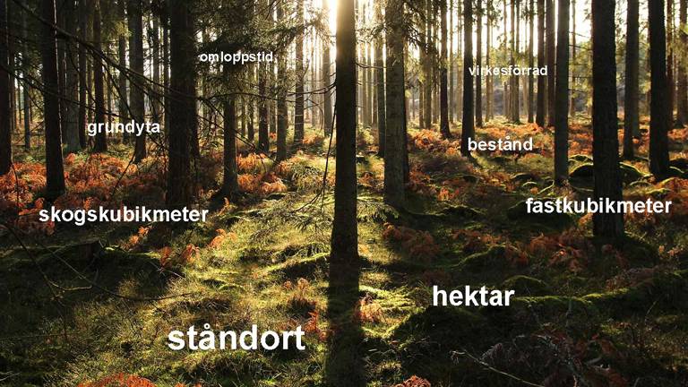 Bild på skog i motljus