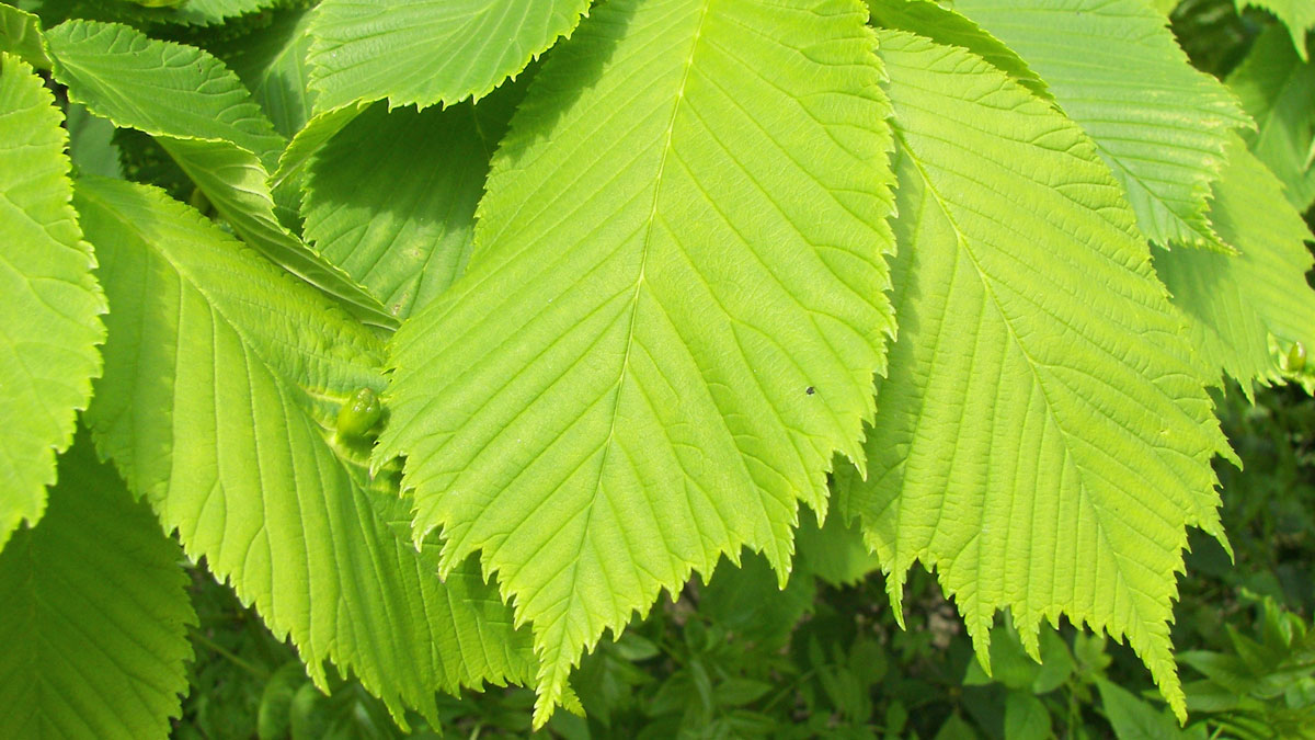 Alm (Ulmus glabra) - Skogskunskap