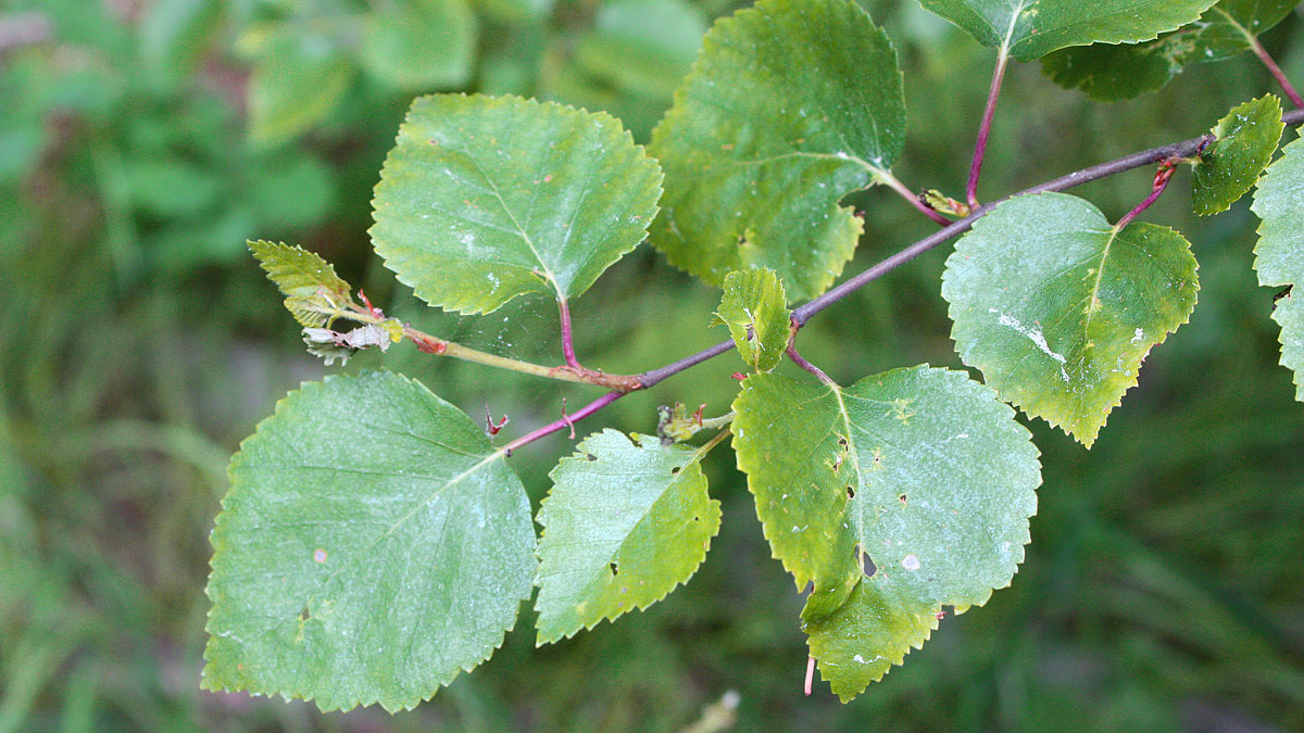 Björk (Betula spp.) - Skogskunskap