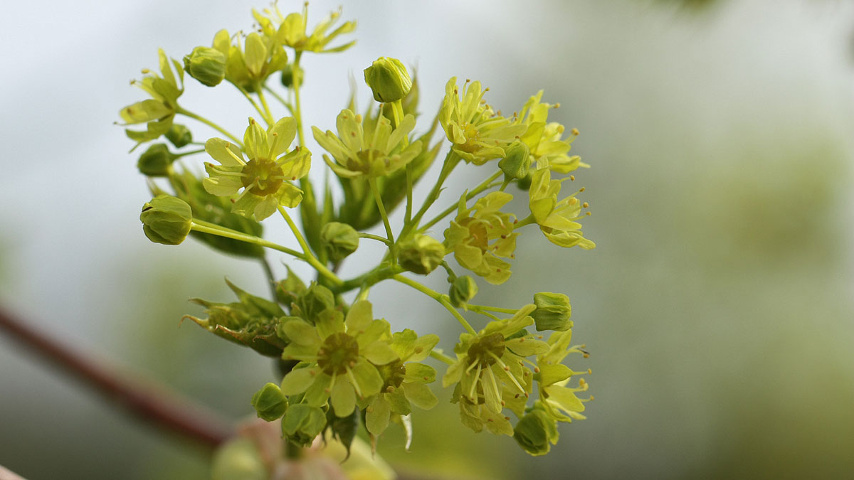 Lönn (Acer spp.) - Skogskunskap