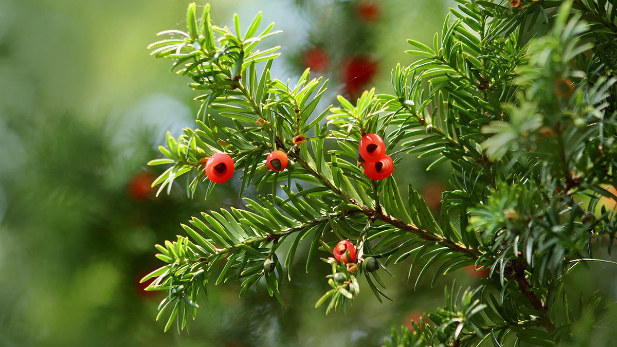 immergrne zimmerpflanze mit 6 buchstaben Laurus Nobilis - Echter Lorbeer :15 H:45 cm