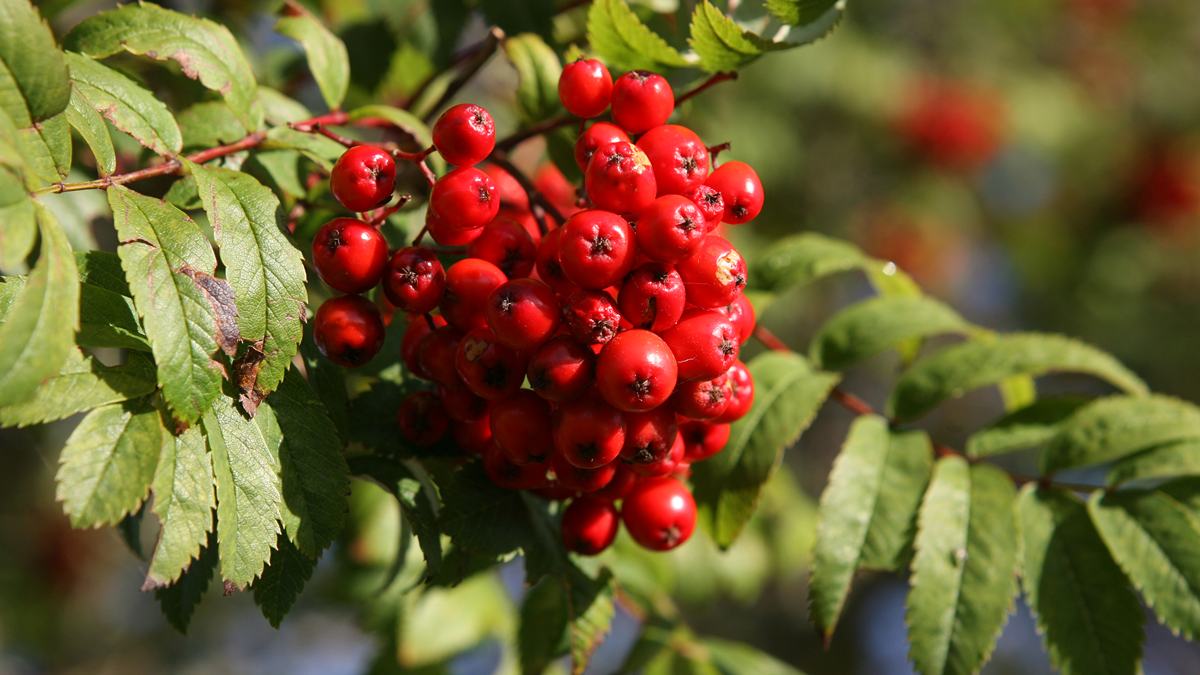 Rönn (Sorbus aucuparia) - Skogskunskap