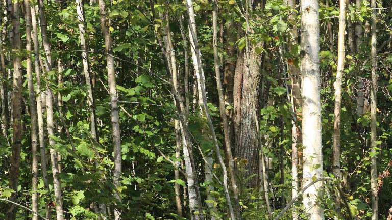 Röjningsmall - Björk, klibbal och asp - Skogskunskap